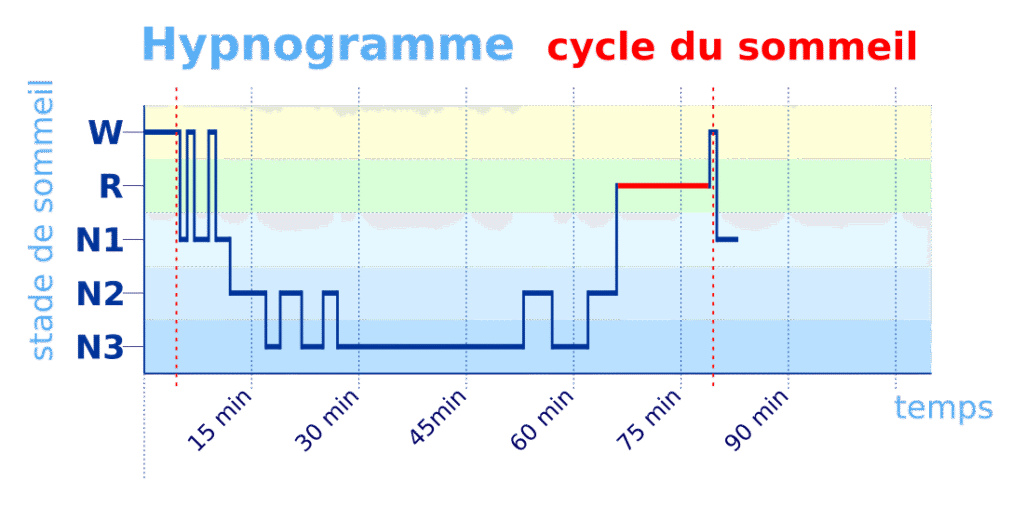 Schéma des cycles (N1-N2-N3-REM)